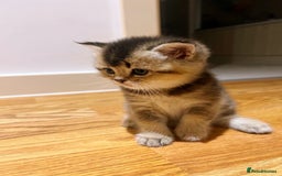 Scottish Fold cats for sale: Purrfect little babies - Image 2