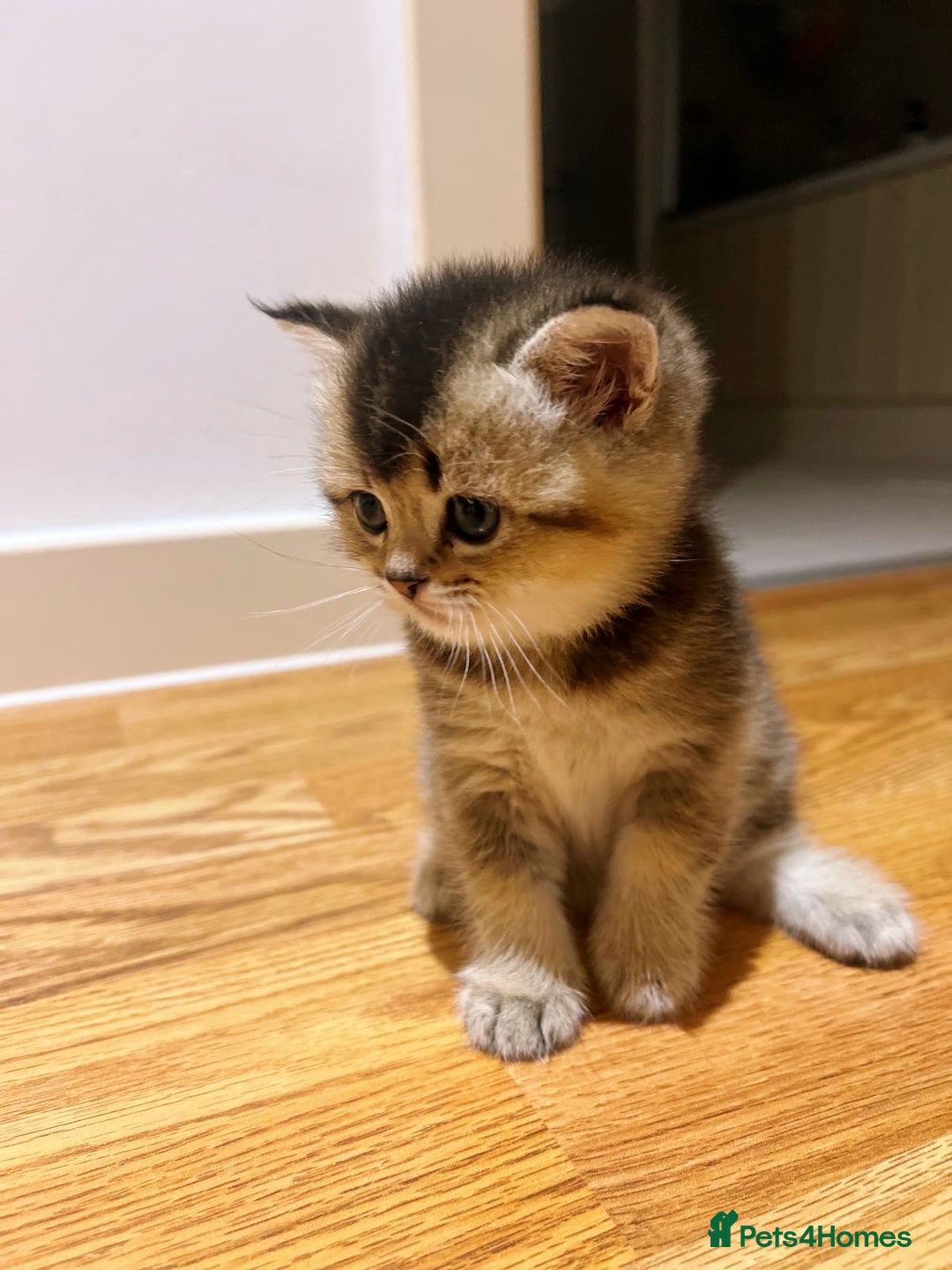 Scottish Fold cats for sale: Purrfect little babies - Image 2