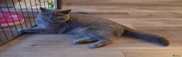 British Shorthair cats for sale: BRITISH SHORTHAIR  - Advert 5