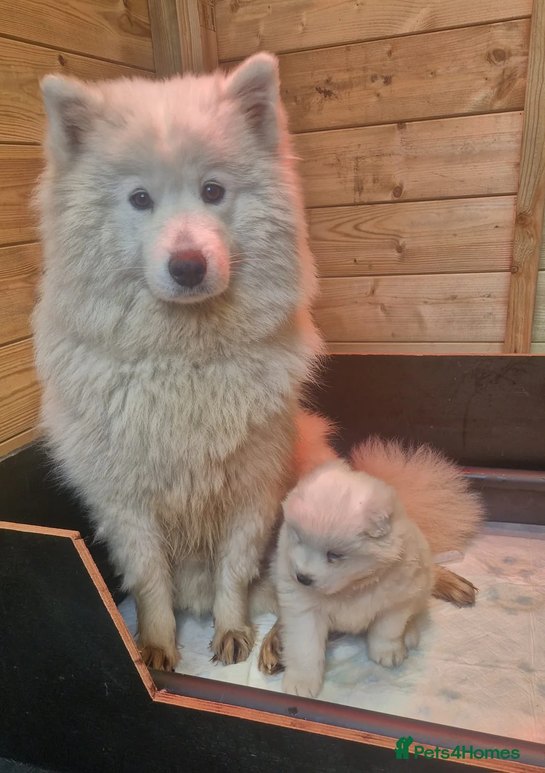 Samoyed dogs for sale: A beautiful little Samoyed girl for sale in Ashbourne - Advert 2