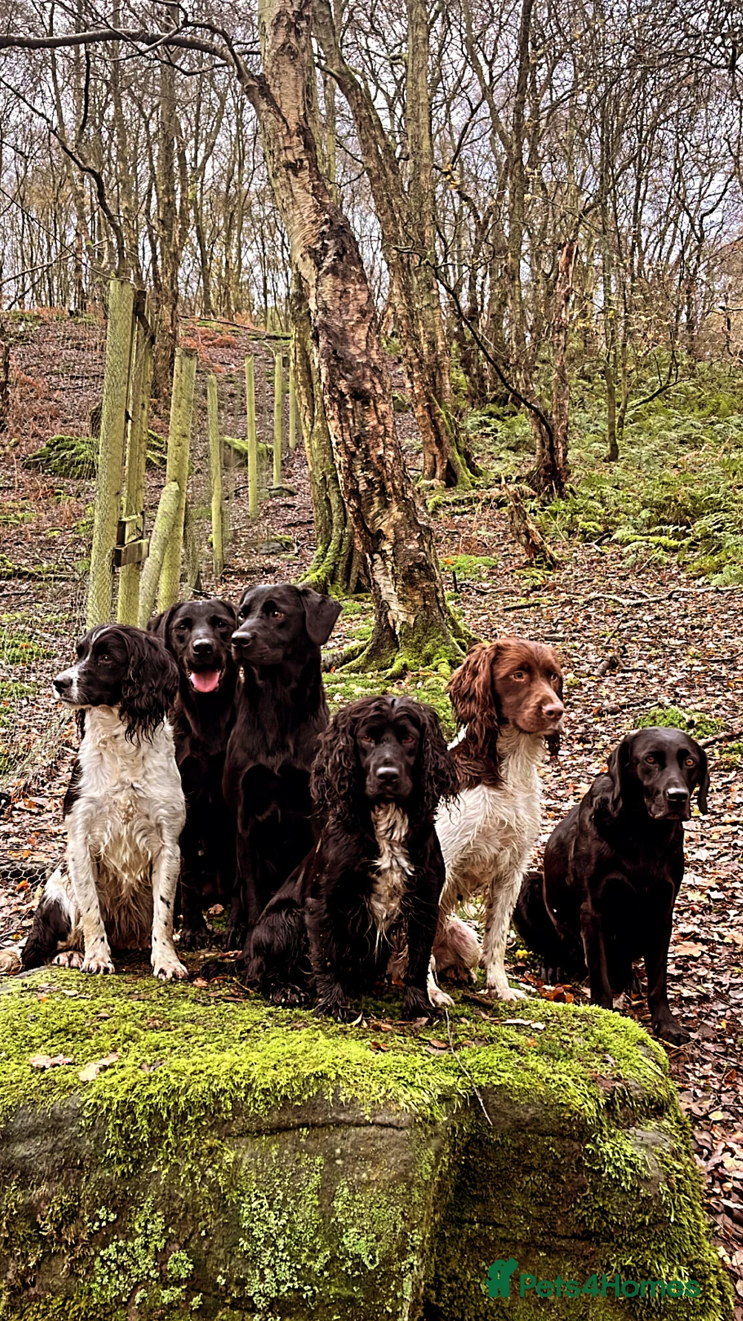 English Springer Spaniel dogs for stud: Health tested, proven working springer spaniel  in Northallerton - Advert 6