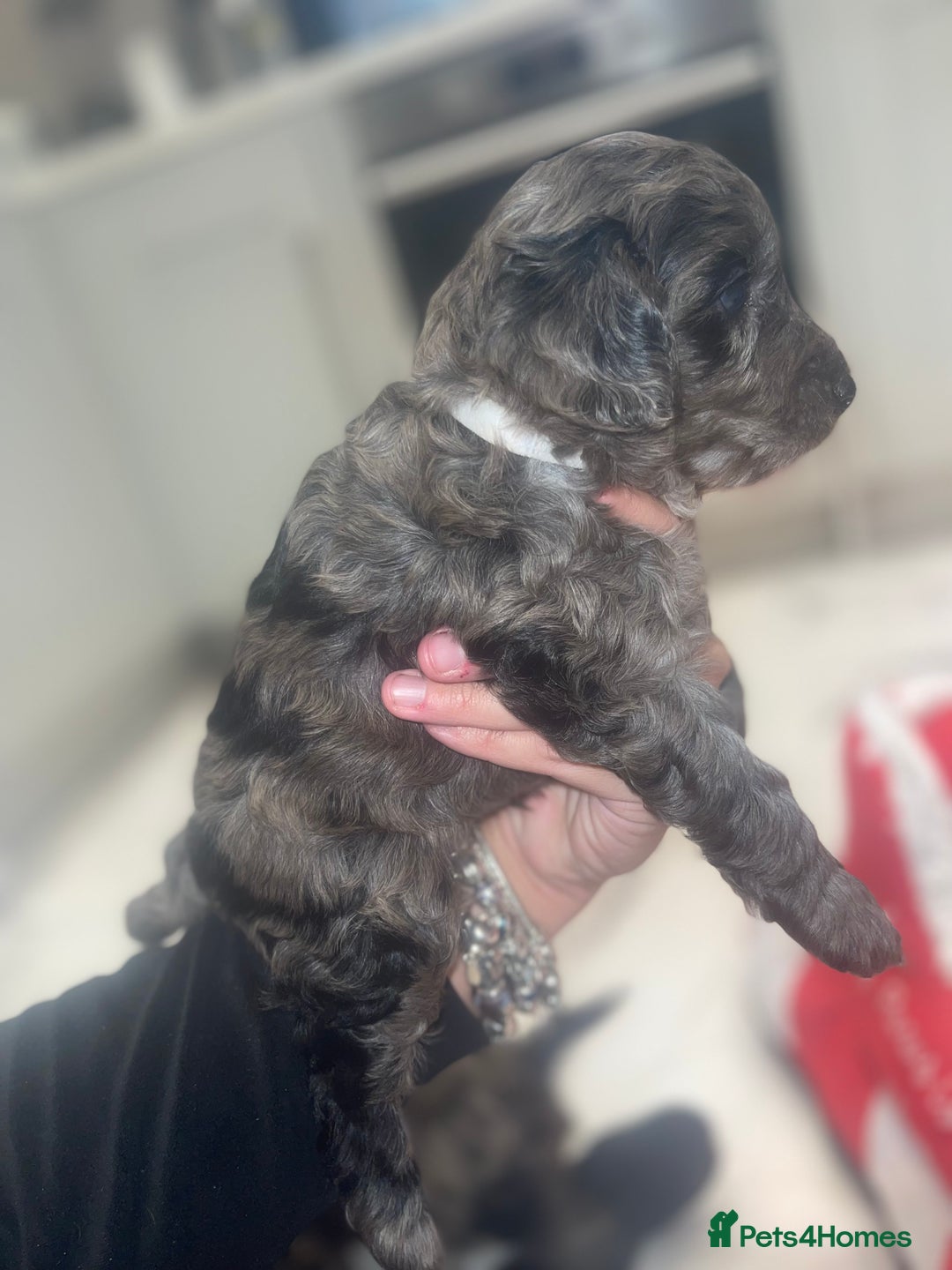 Cockapoo dogs for sale: Cockerpoo FB1 ready to leave  **  Eve  - Advert 9