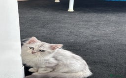 Siberian cats for sale: Adorable Siberian Kitten - Image 4