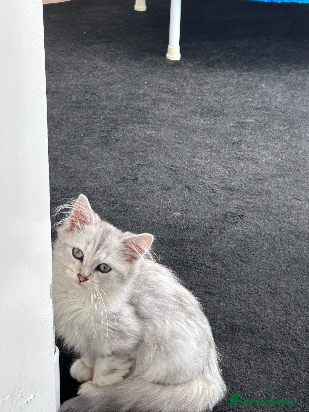 Siberian cats for sale: Adorable Siberian Kitten - Image 4