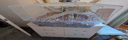 Gerbil rodents for sale: 2 Male Gerbils - Advert 7