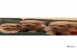 Cavapoo dogs for stud: Extensively Health Tested Deep Red Tiny Toy Poodle in Mansfield - Image 16