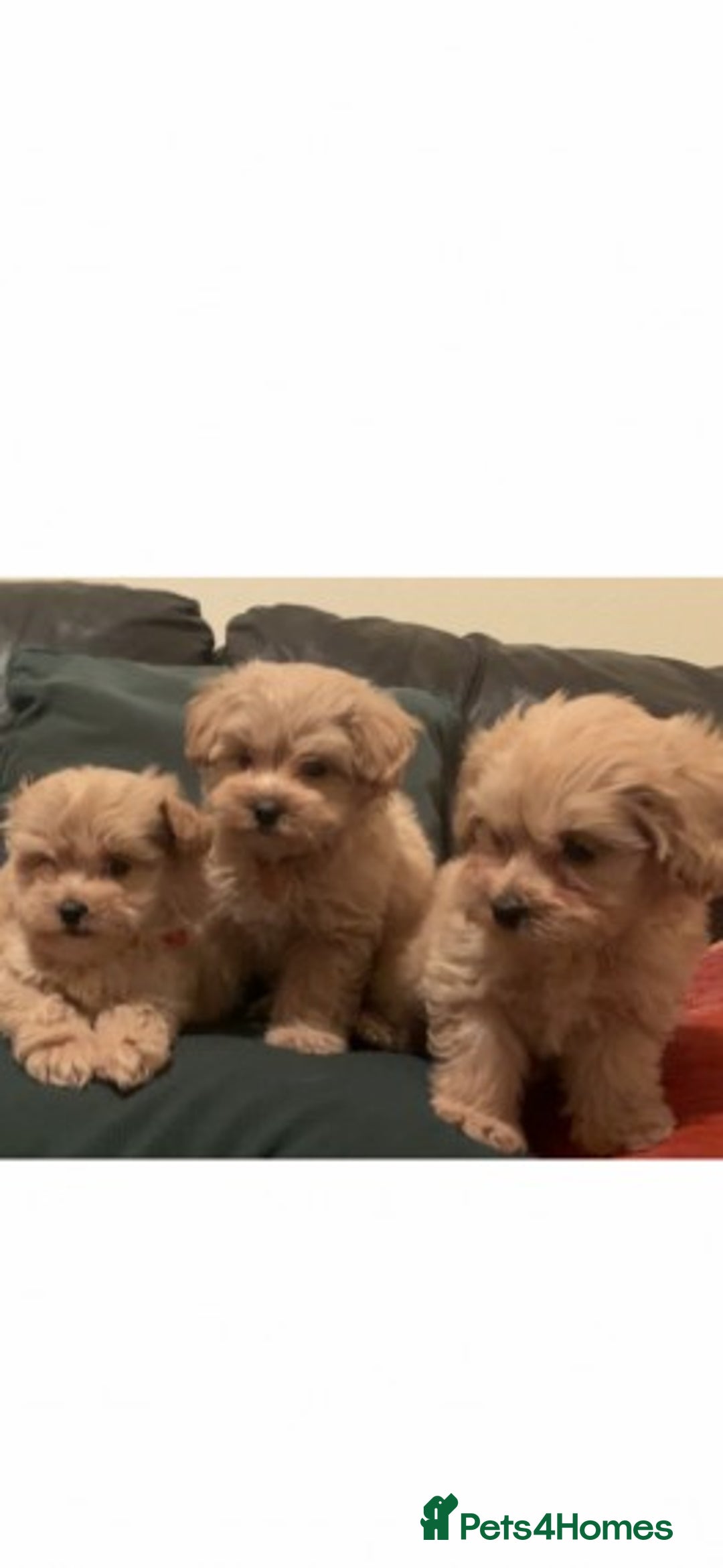 Cavapoo dogs for stud: Extensively Health Tested Deep Red Tiny Toy Poodle in Mansfield - Image 16