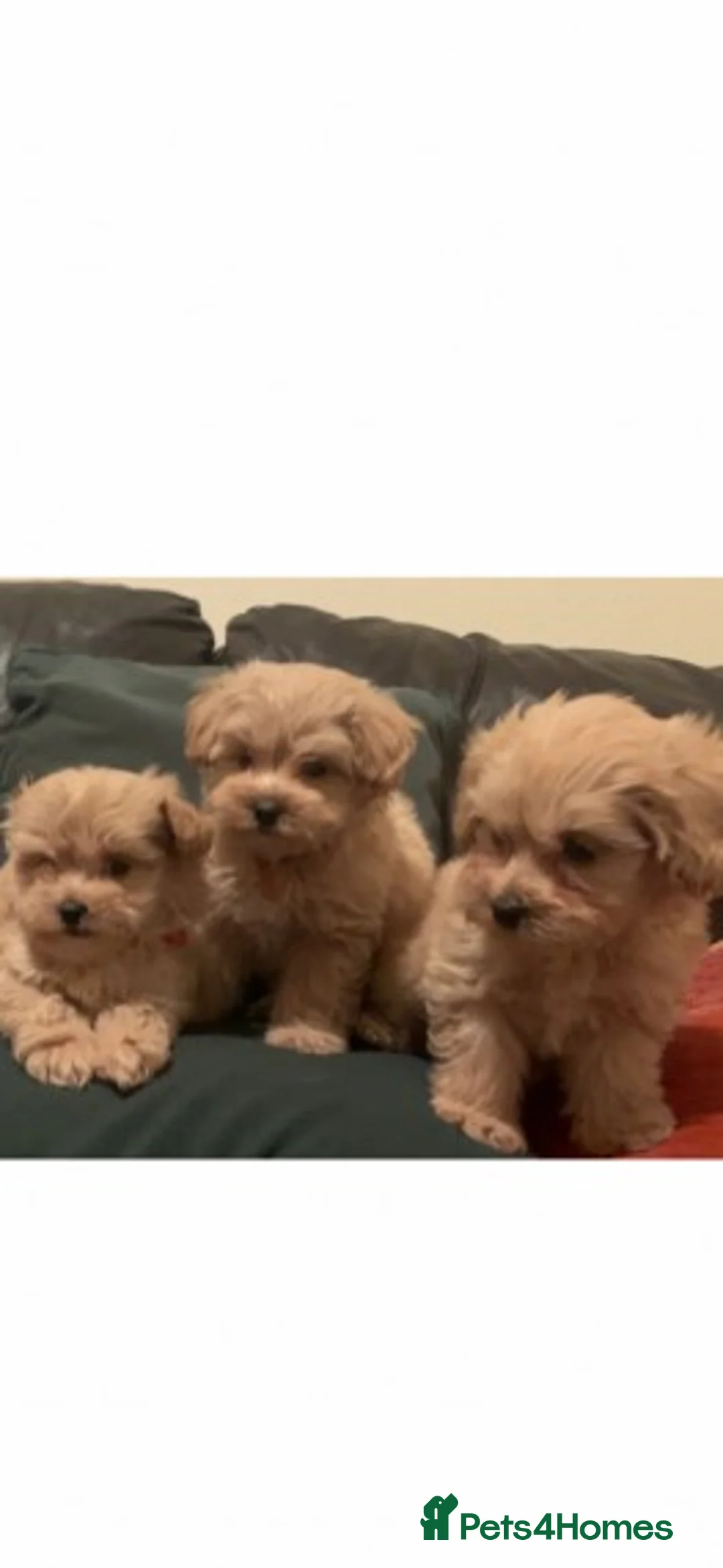 Cavapoo dogs for stud: Extensively Health Tested Deep Red Tiny Toy Poodle in Mansfield - Advert 16