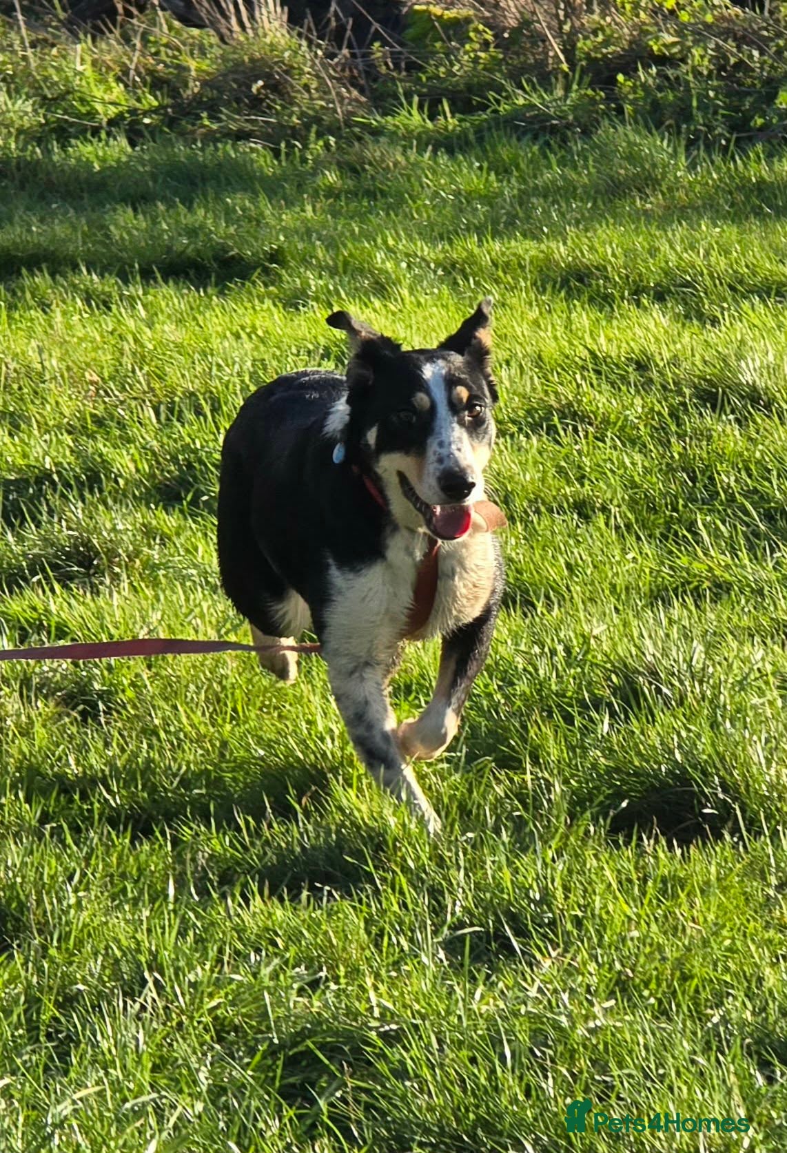 Mixed Breed dogs TOMMY - Advert 1