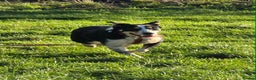 Mixed Breed dogs for adoption: TOMMY - Advert 1