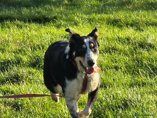 Mixed Breed dogs TOMMY - Advert 1