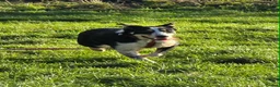 Mixed Breed dogs for adoption: TOMMY - Advert 19