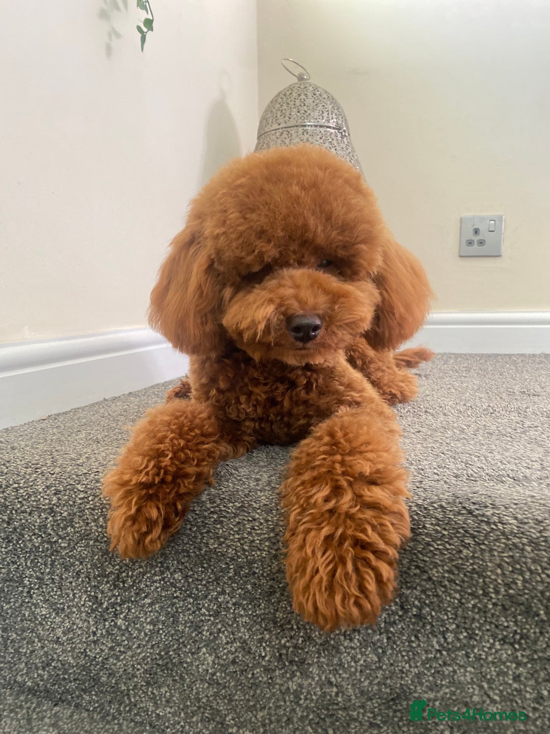 Toy Poodle dogs for stud: Leo Toy Poodle fox red Stud in Telford - Advert 13