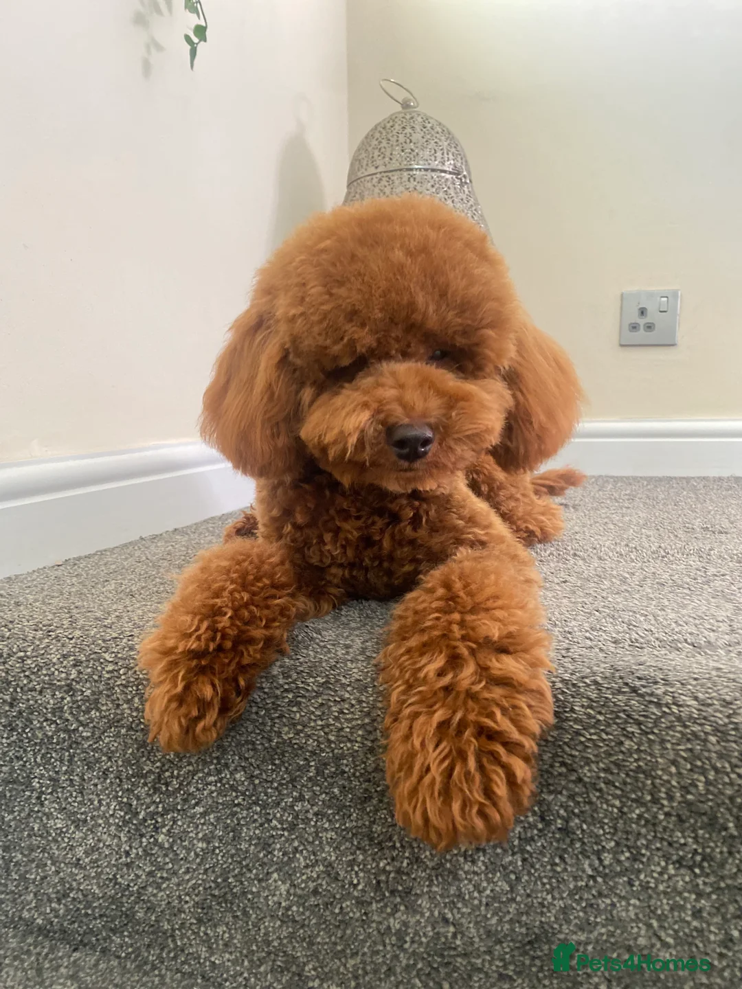 Toy Poodle dogs for stud: Leo Toy Poodle fox red Stud in Telford - Advert 13