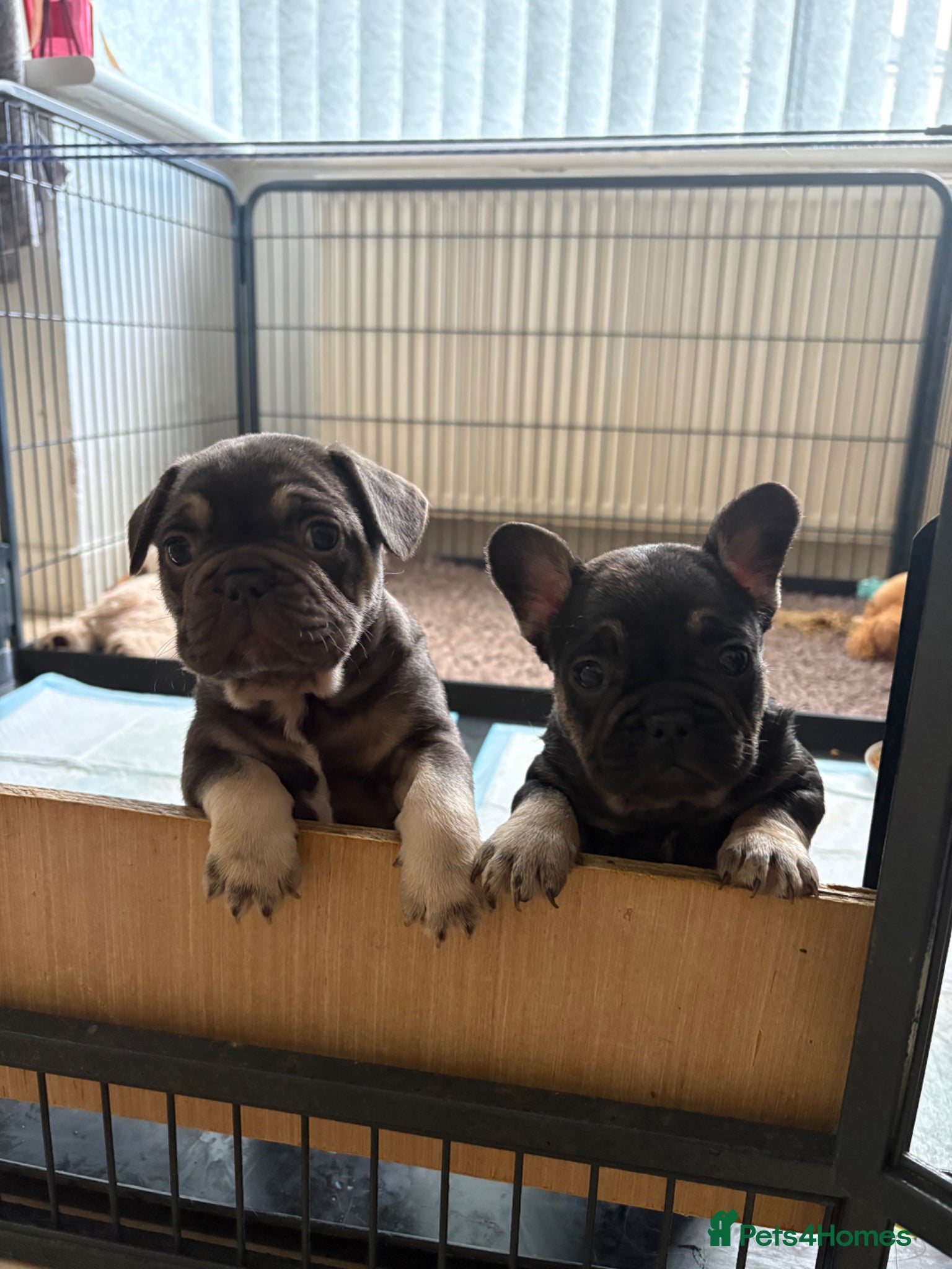 French Bulldog dogs Stunning French bulldogs  - Advert 3