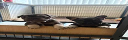 French Bulldog dogs for sale: Stunning French bulldogs  - Advert 1