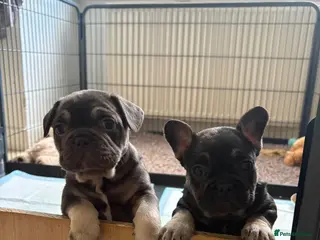 French Bulldog dogs Stunning French bulldogs - Advert 3