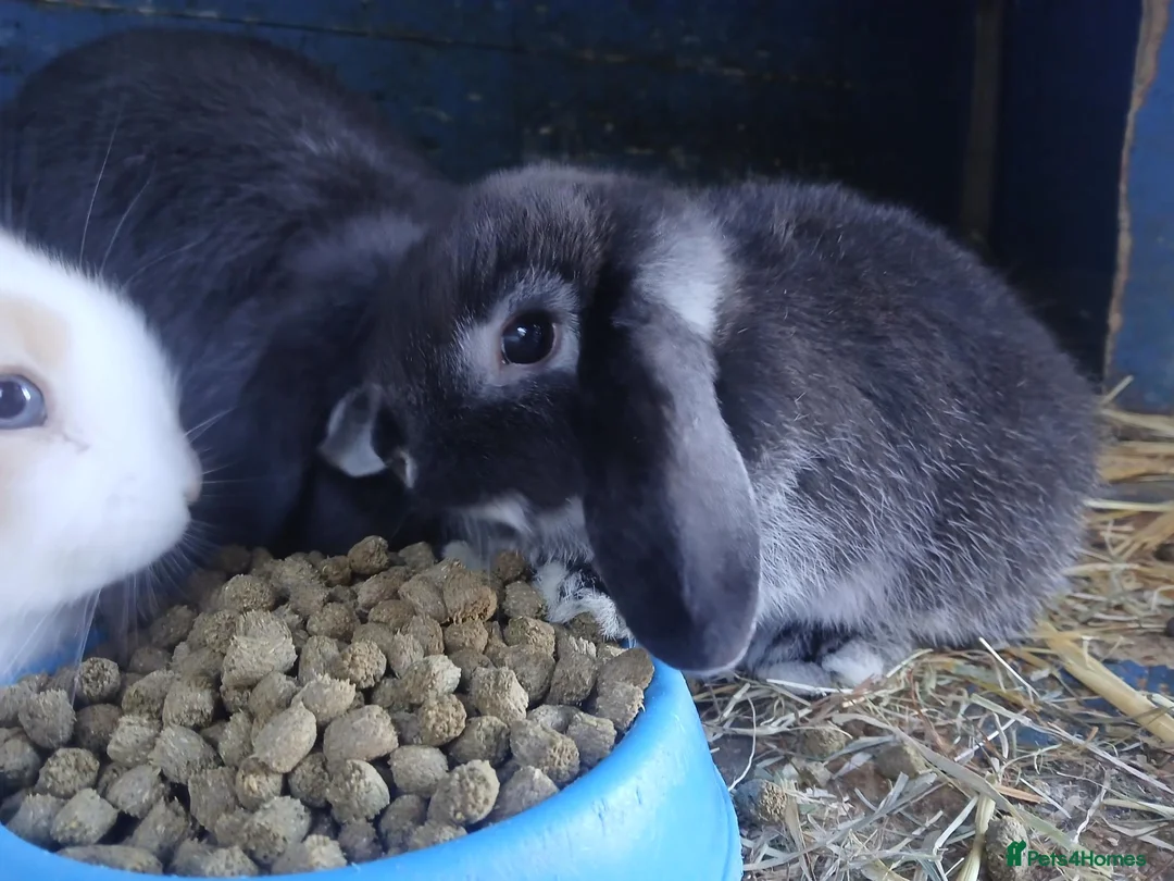 Mini Lop rabbits for sale: Mini lop female - Advert 1