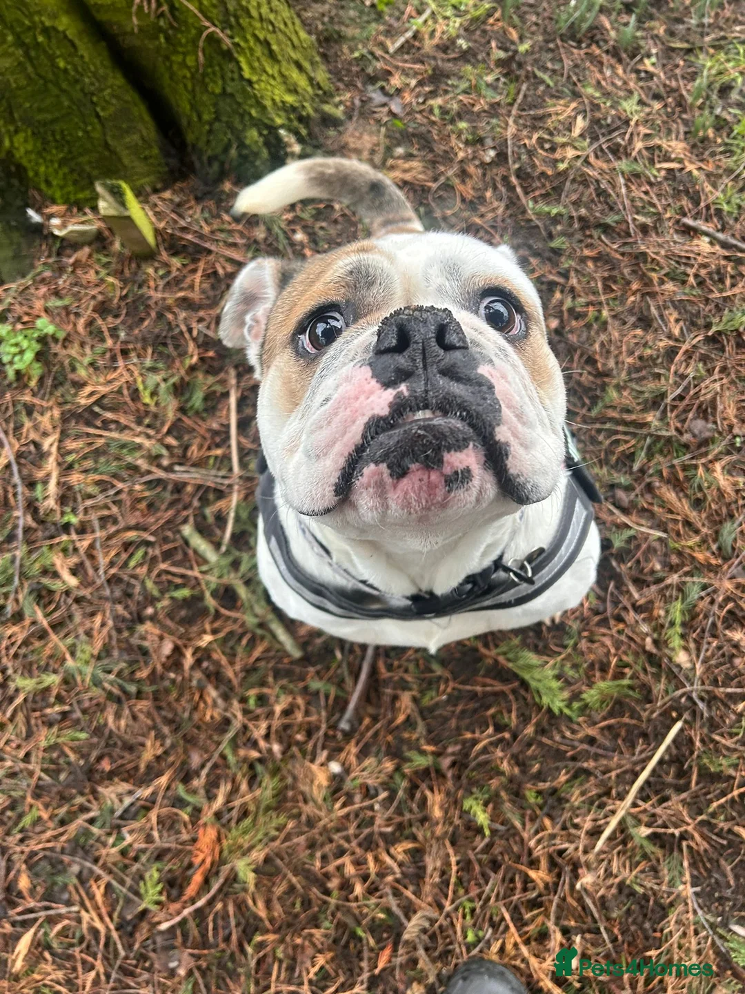 English Bulldog dogs for adoption: Enid  - Advert 3