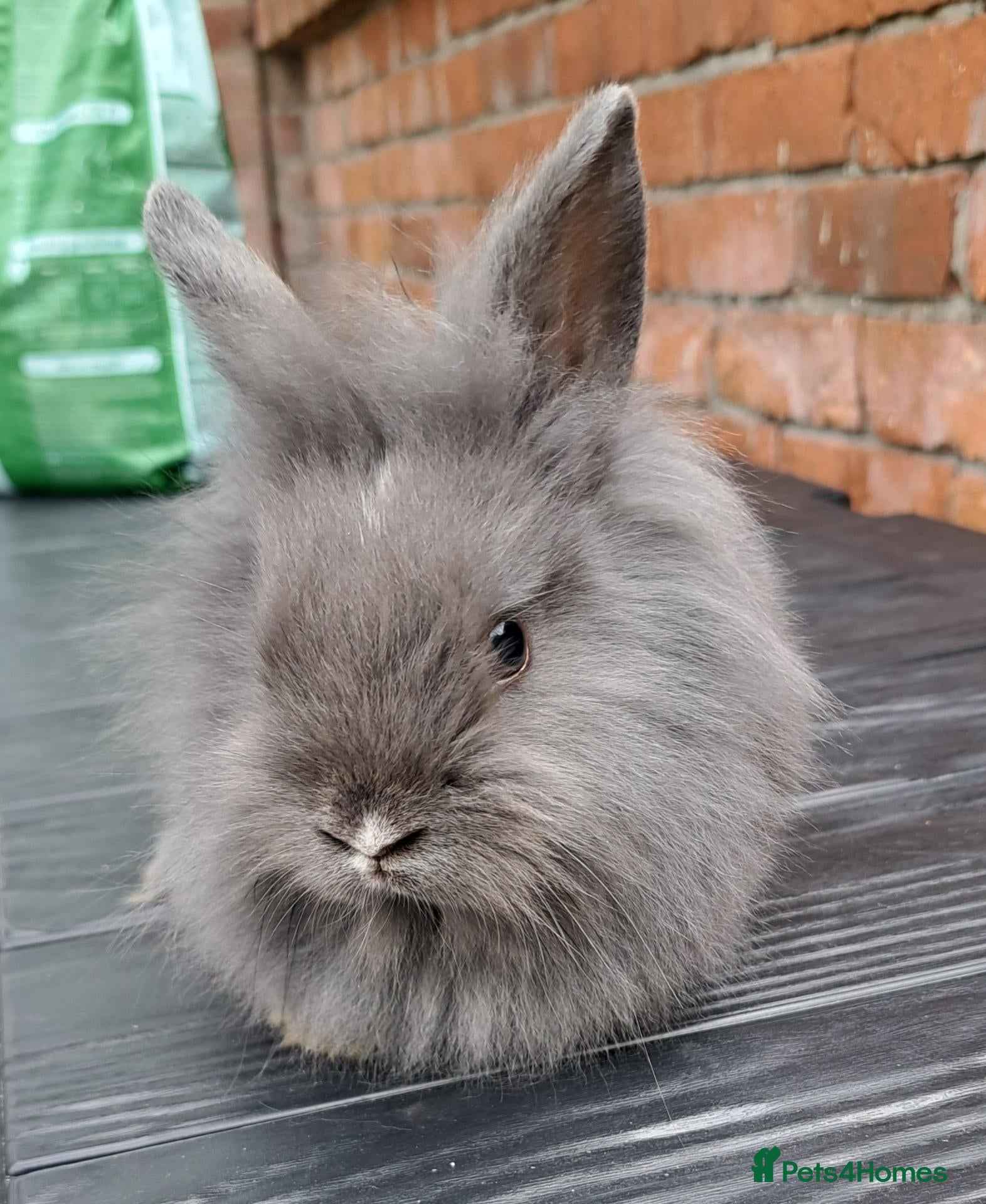 Mixed Breed rabbits Baby Bunnies - Advert 10