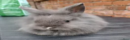 Mixed Breed rabbits for sale: Baby Bunnies - Advert 3
