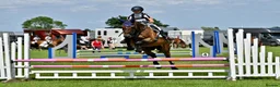 English Thoroughbred horses for sale: 16.1/2HH 17 YEAR OLD THOROUGHBRED EX-RACER GELDING in Newark - Advert 6