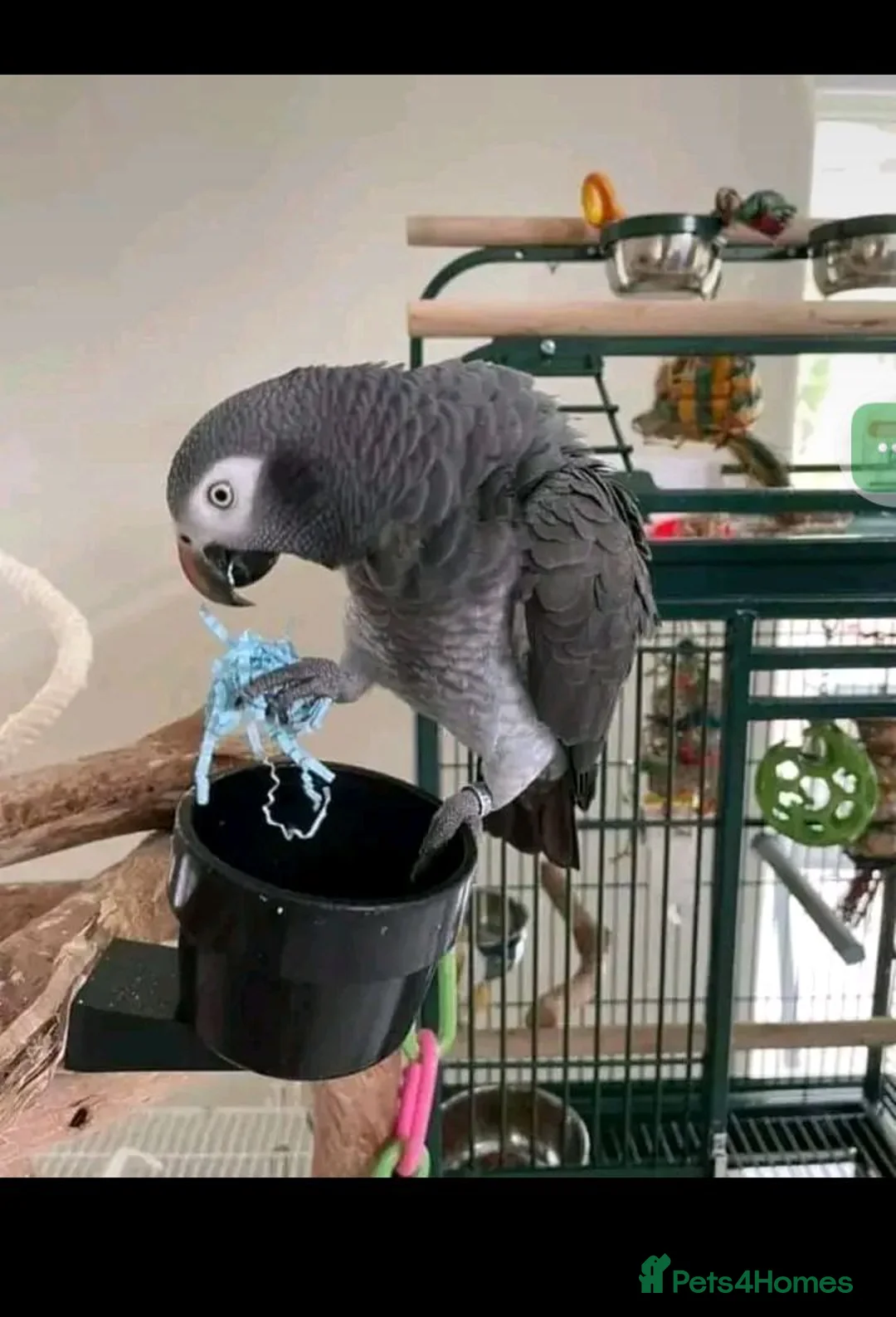 Parrots birds for sale: Outstanding high vocabularies African Grey Parrots in Coventry - Advert 2