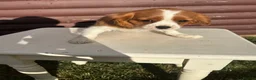 Cavalier King Charles Spaniel dogs for sale: Cavalier King Cha - Advert 28