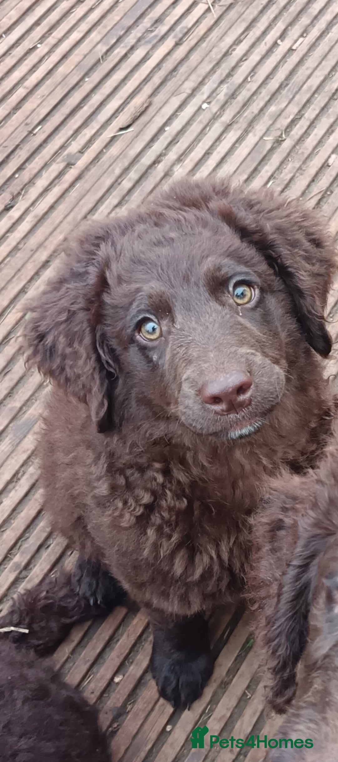 Australian Labradoodle dogs for sale: Health Tested ✔️ BOTH✔️ Parents HIP& ELBOW scored - Advert 19