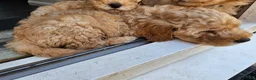 Mini Goldendoodle dogs for sale: Mini Goldendoodle Puppies - Advert 3