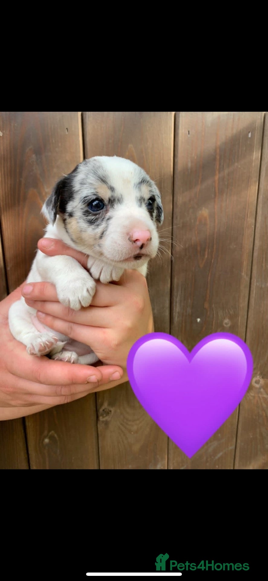 Jack Russell dogs Stunning jack russel X chihuahua girls - Advert 1