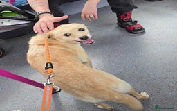 Mixed Breed dogs for adoption: 🍉Pipin🍉 for adoption, fostered in GLASGOW - Image 2