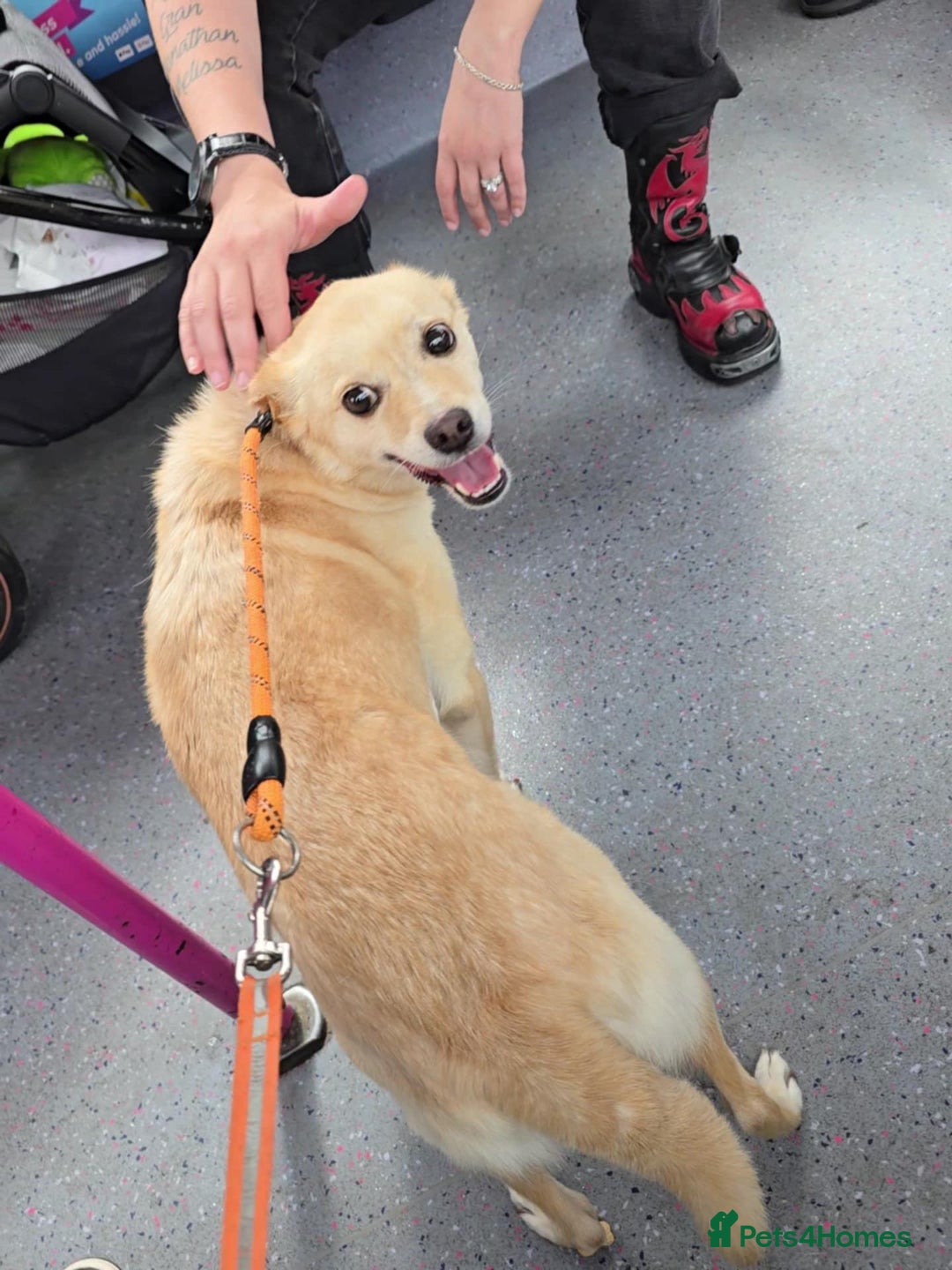 Mixed Breed dogs for adoption: 🍉Pipin🍉 for adoption, fostered in GLASGOW - Image 2