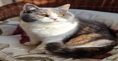 British Shorthair cats - Advert 3