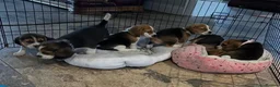 Beagle dogs for sale: Beagle ( foot beagles ) - Advert 8