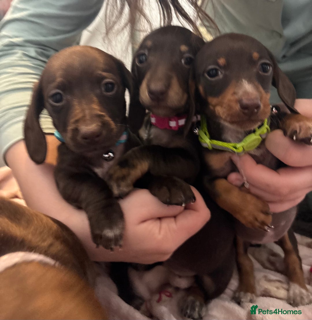 Dachshund dogs for sale: Miniature Dachshund puppies - Image 3