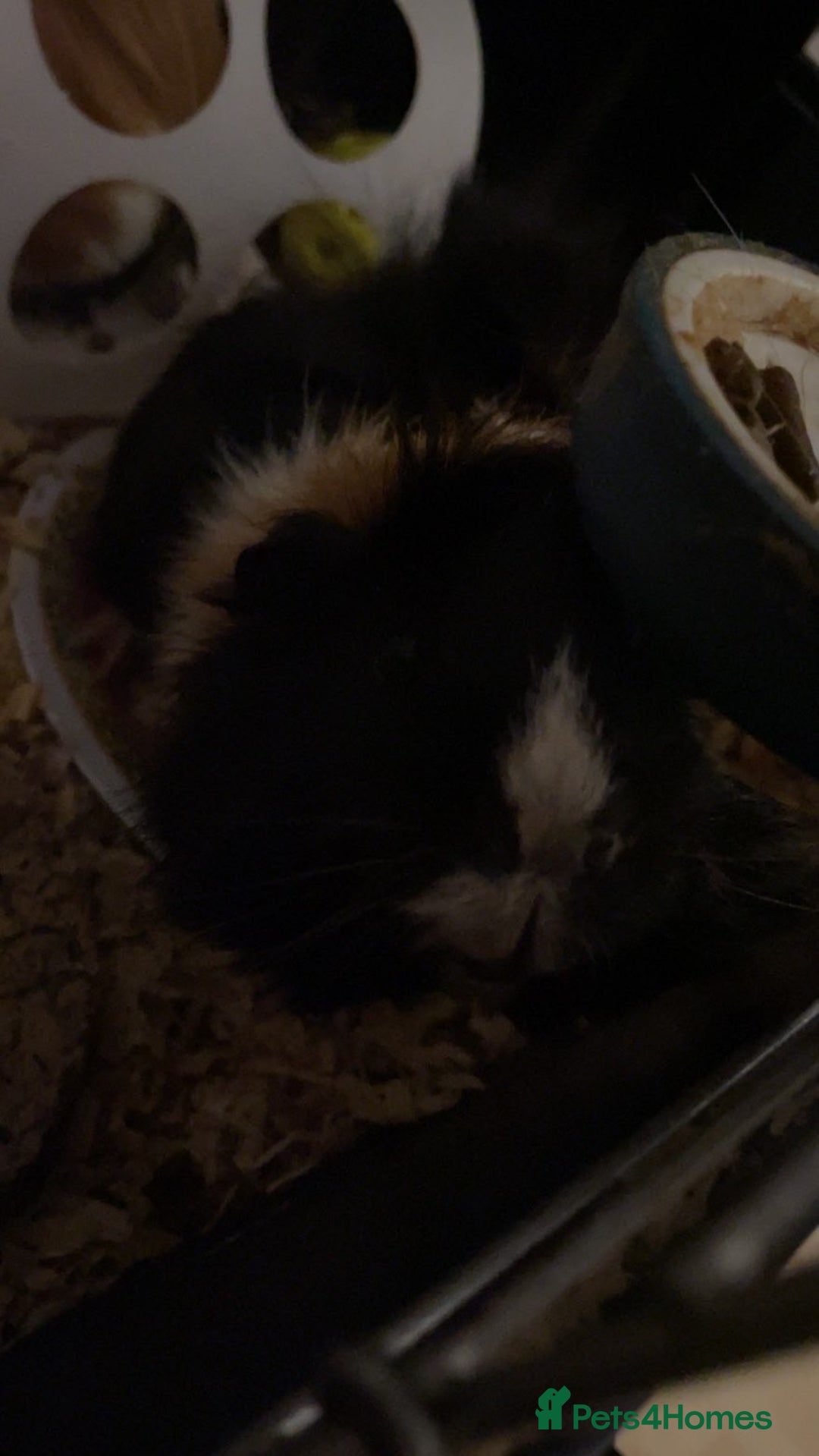 Guinea Pig rodents for sale: Male guinea pigs for sale - Advert 8
