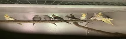 Cockatiels birds for sale: 2026 Young cockatiels  - Advert 30