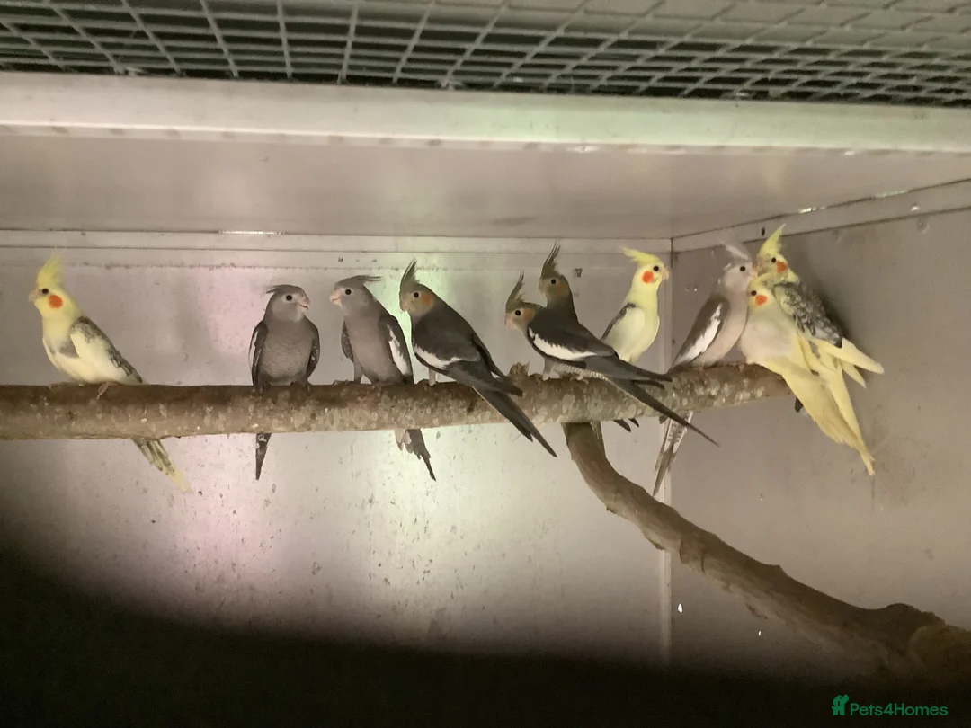 Cockatiels birds for sale: 2026 Young cockatiels  - Advert 30