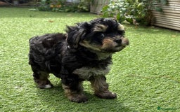 Maltipoo dogs for sale: Tiny maltipoo puppies  - Image 5