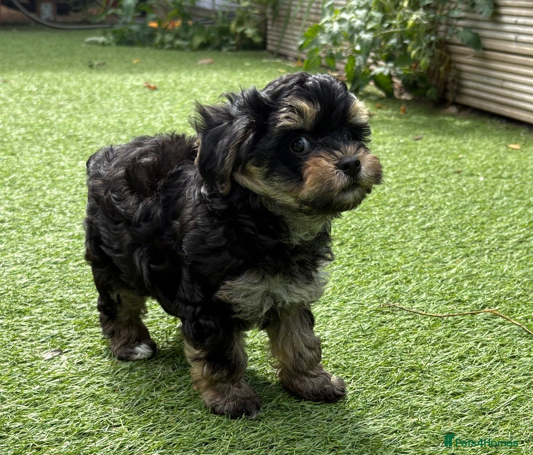 Maltipoo dogs for sale: Tiny maltipoo puppies  - Image 5