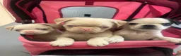 Pug dogs for sale: Stunning unique pug puppies - Advert 2