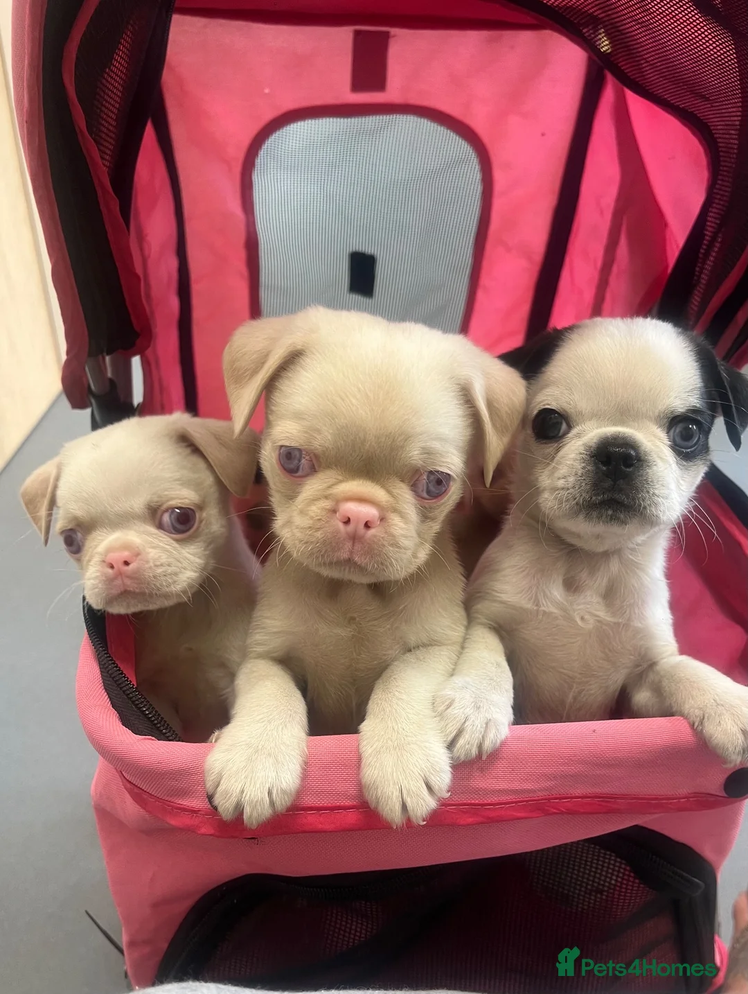 Pug dogs for sale: Stunning unique pug puppies - Advert 2