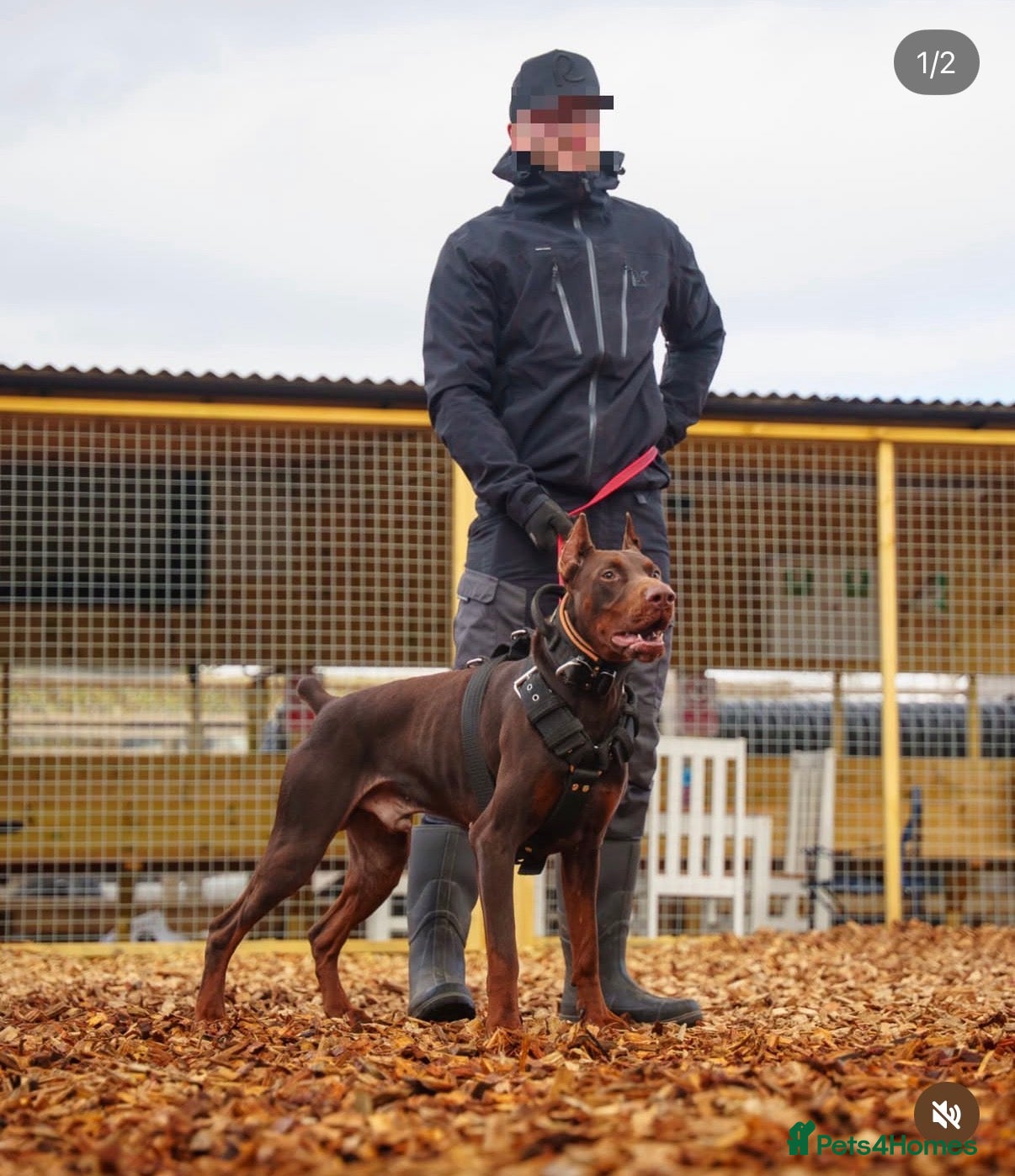 Dobermann dogs Doberman puppies  - Advert 2