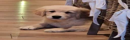 Golden Retriever dogs for sale: Stunning Girl - Advert 2