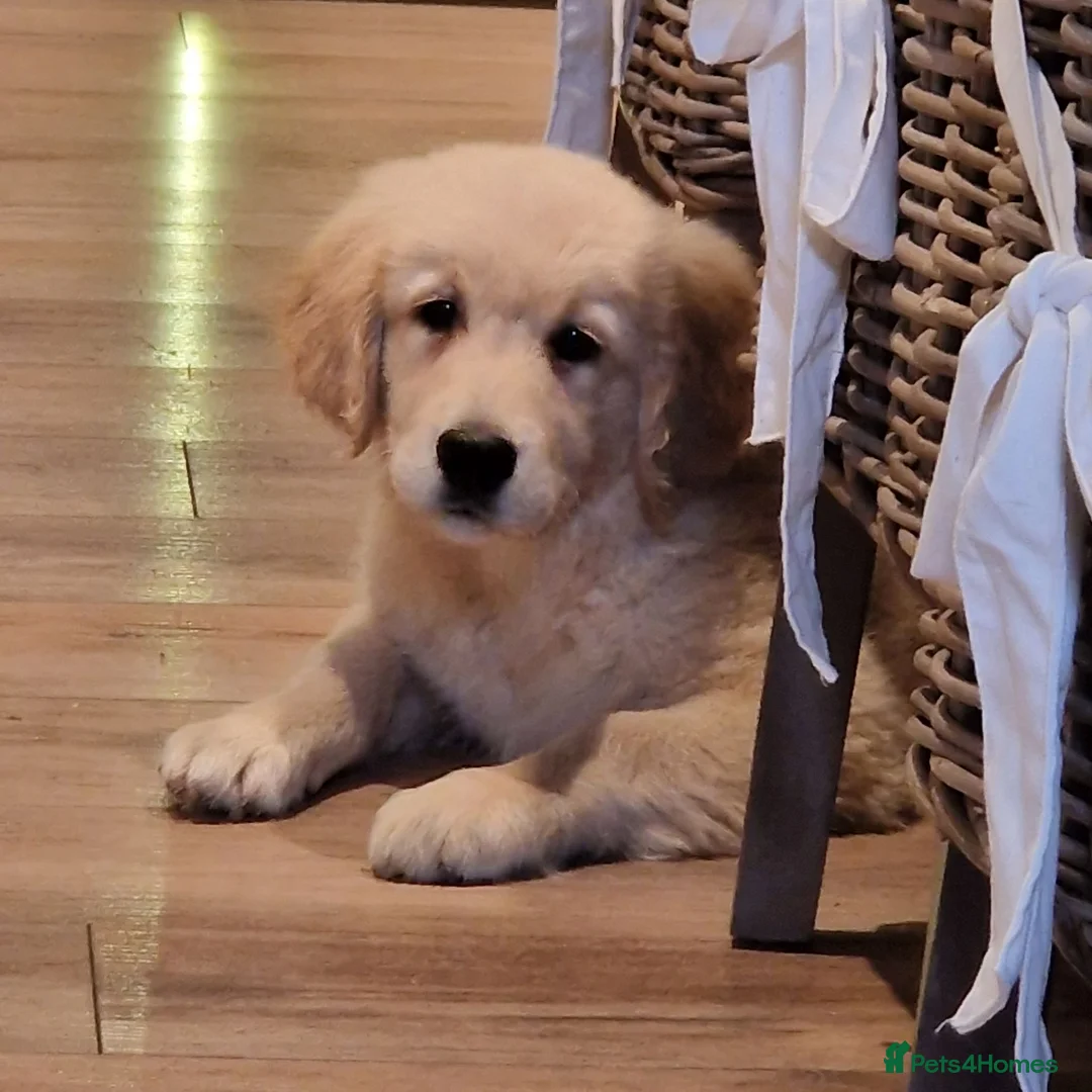 Golden Retriever dogs for sale: Stunning Girl - Advert 2