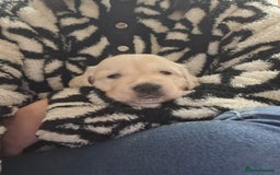 Golden Retriever dogs for sale: Beautiful KC reg Golden Retriever pups - Image 9