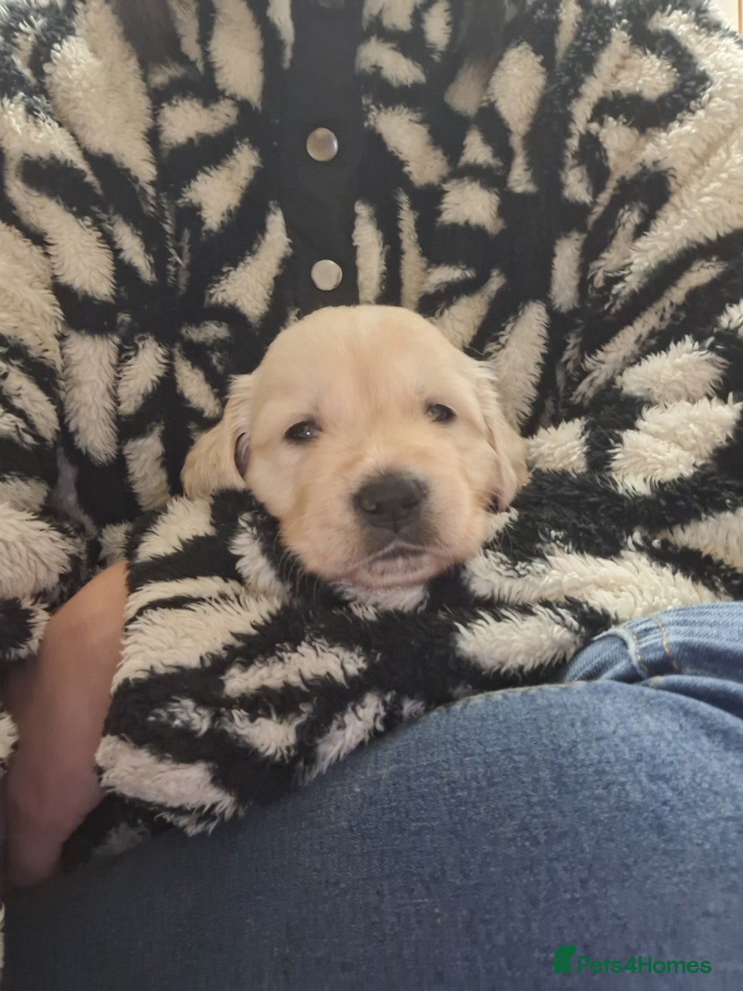 Golden Retriever dogs for sale: Beautiful KC reg Golden Retriever pups - Image 9