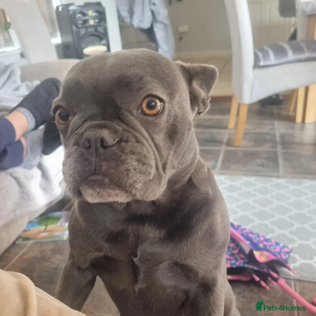 French Bulldog dogs for sale: French bulldog  - Advert 1