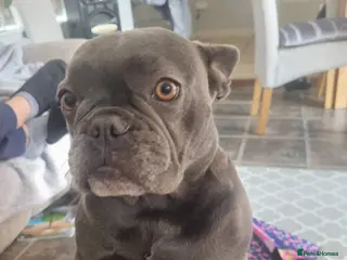 French Bulldog dogs French bulldog - Advert 3